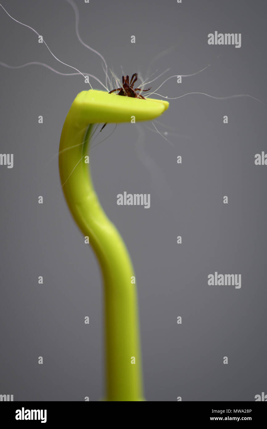 A green plastic tick remover complete with a tick removed from a dog