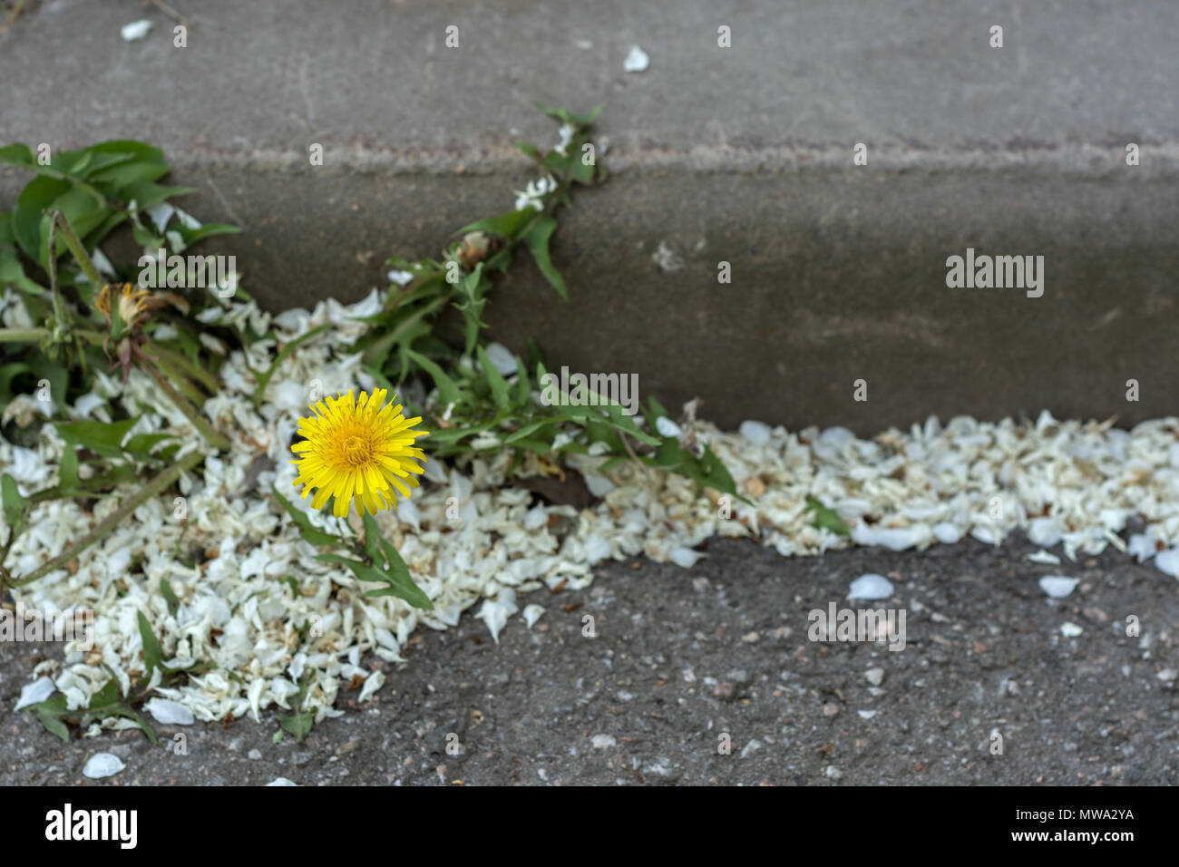 Sprouted through the asphalt on the sidewalk with a curb the flower of a yellow dandelion among the fallen white lilac petals. Stock Photo