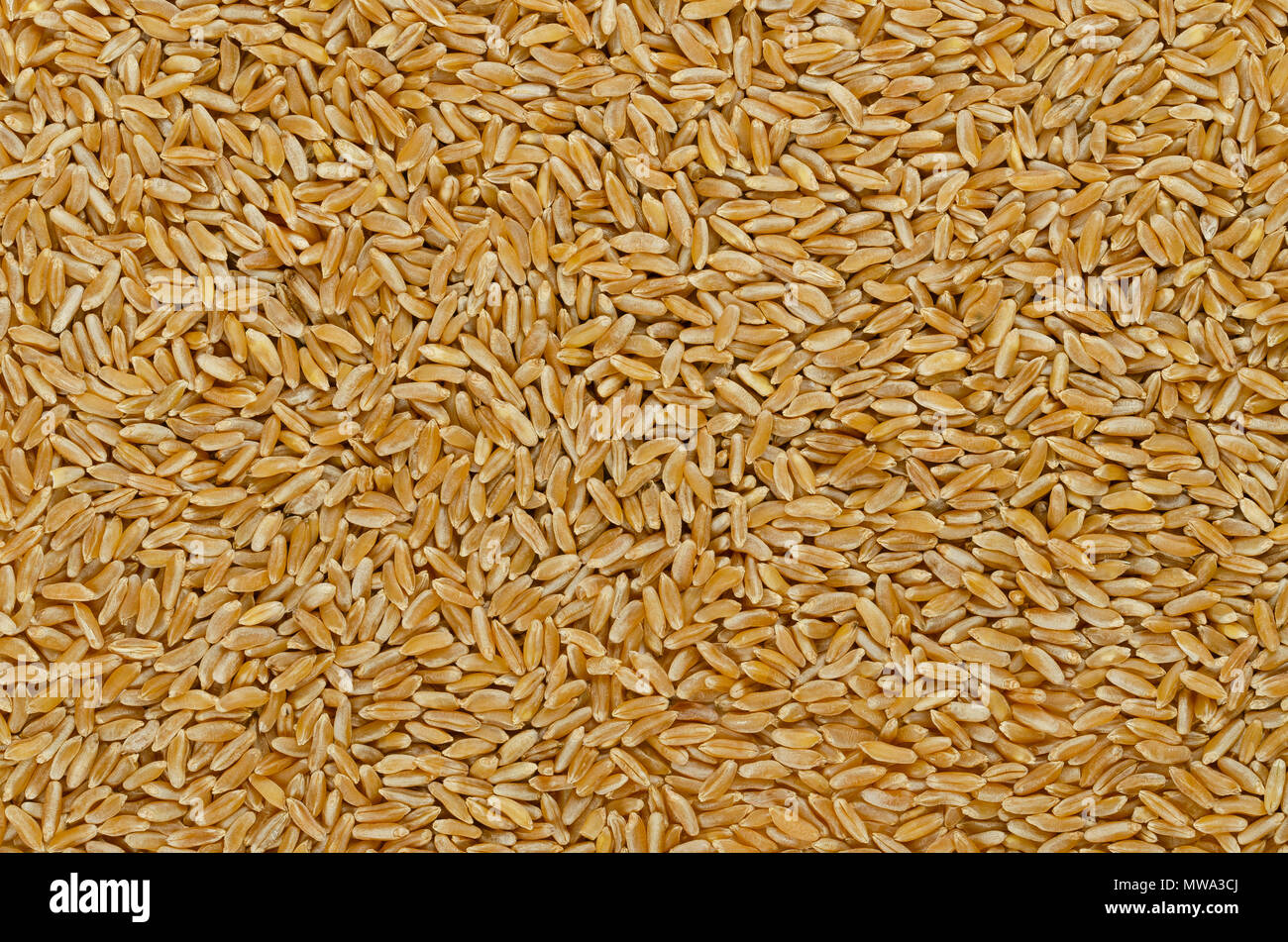 Kamut Khorasan wheat, surface and background. Grains of Oriental wheat, Triticum turanicum. Ancient recultivated grain from modern day Iran region. Stock Photo