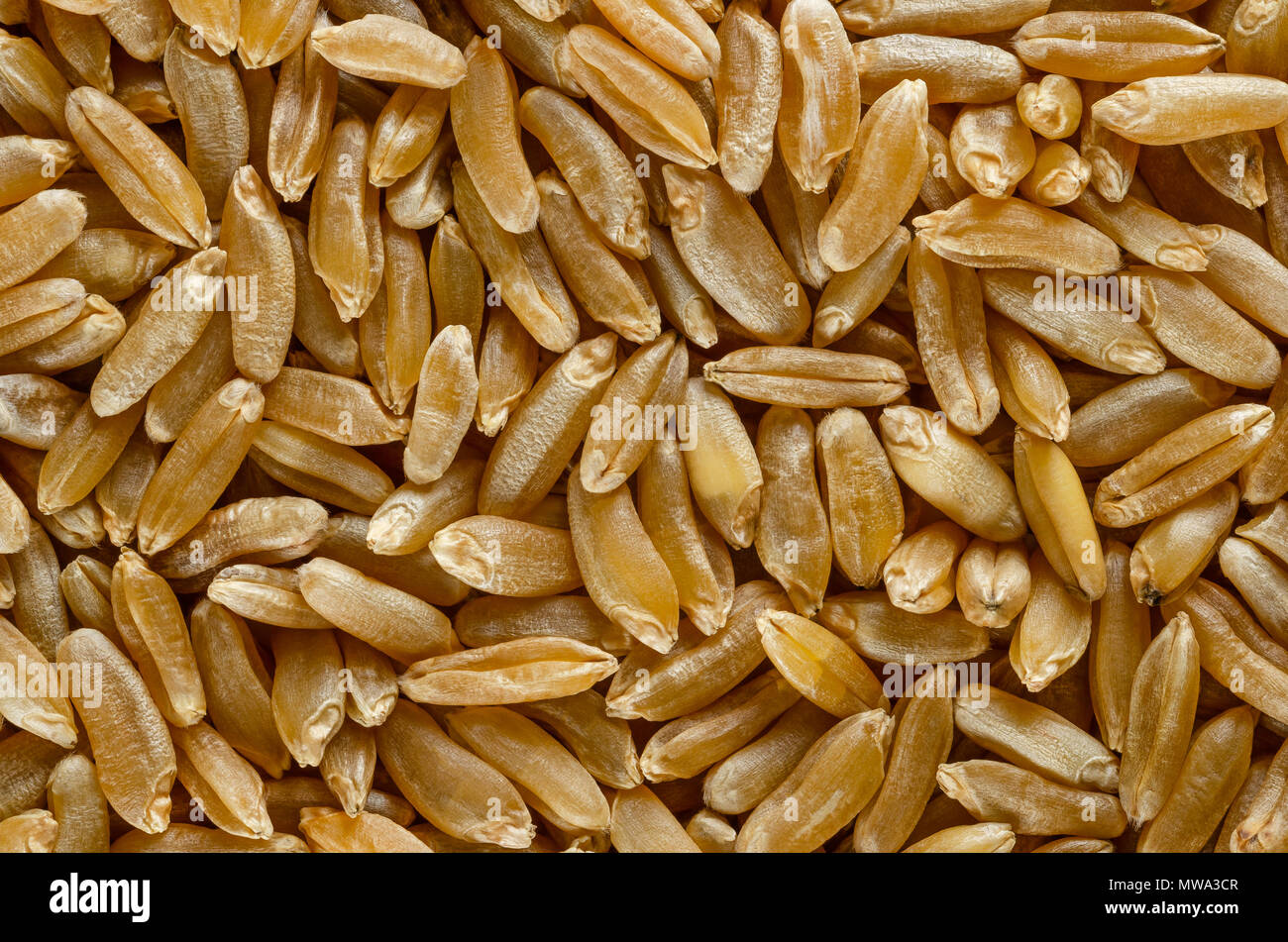 Kamut Khorasan wheat macro photo from above. Grains of Oriental wheat, Triticum turanicum. An ancient recultivated grain from modern-day Iran region. Stock Photo