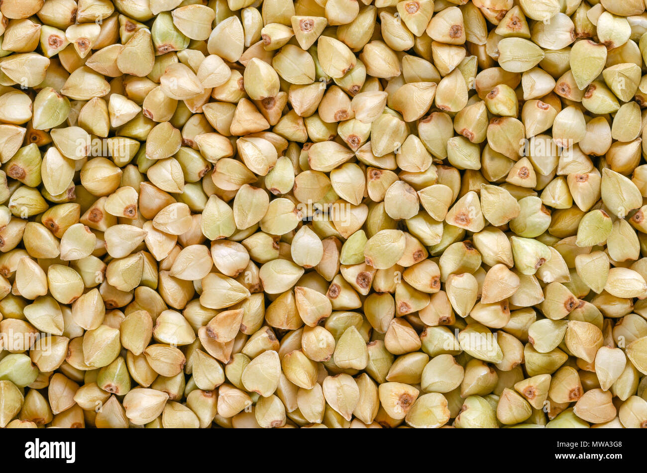Hulled common buckwheat grains, macro photo from above. Gluten free pseudocereal. Fagopyrum esculentum, also known as Japanese or silverhull buckwheat Stock Photo