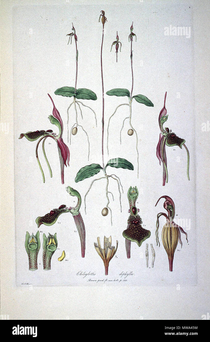 . This is a scan of Plate 8 from Ferdinand Bauer's Illustrationes Florae Novae Hollandiae. The plant featured is Chiloglottis diphylla. early 19th century. Ferdinand Bauer (1760–1826) 126 Chiloglottis diphylla (Illustrationes Florae Novae Hollandiae plate 8) Stock Photo