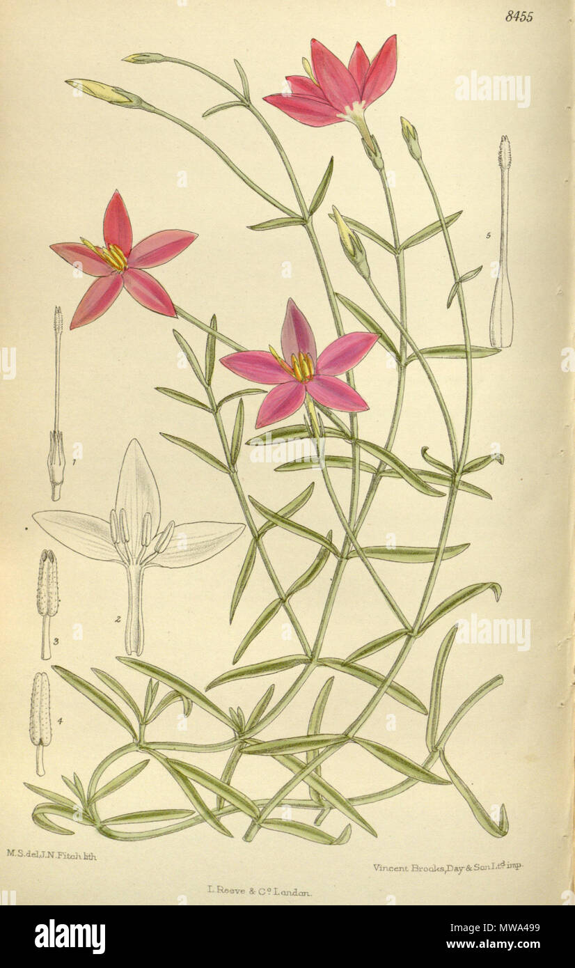 . Chironia laxa, Gentianaceae . 1912. M.S. del, J.N.Fitch, lith. 127 Chironia laxa 138-8455 Stock Photo