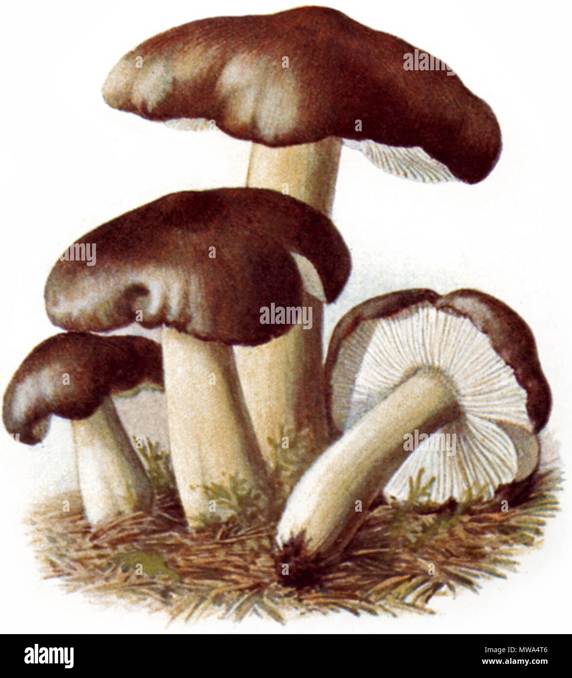 . Schwarzfaseriger Ritterling, Rußkopf (Tricholoma portentosum) . 1897  547 Schwarzfaseriger Ritterling-1 Stock Photo