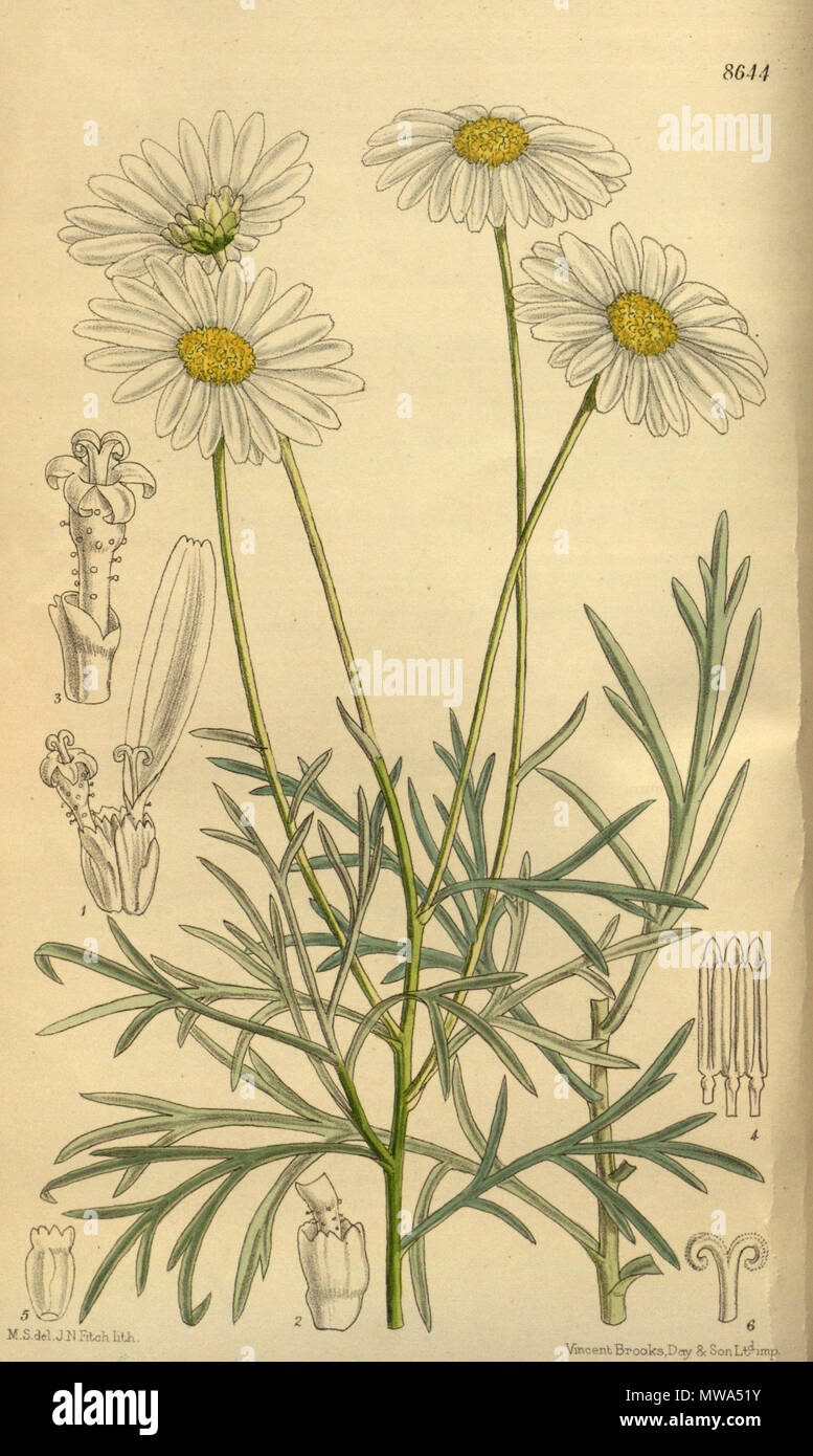 . Chrysanthemum foeniculaceum (= Argyranthemum foeniculaceum), Asteraceae . 1916. M.S. del., J.N.Fitch lith. 129 Chrysanthemum foeniculaceum 142-8644 Stock Photo