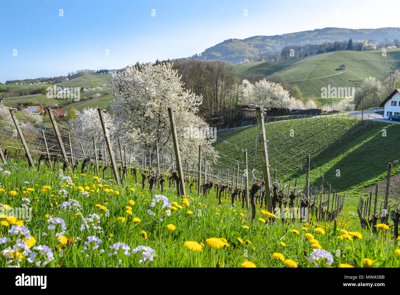 Spring in the foothills of the Black Forest, resort town, Sasbachwalden, Germany, vineyard and blooming fruit trees, Black Forest kirsch trees Stock Photo