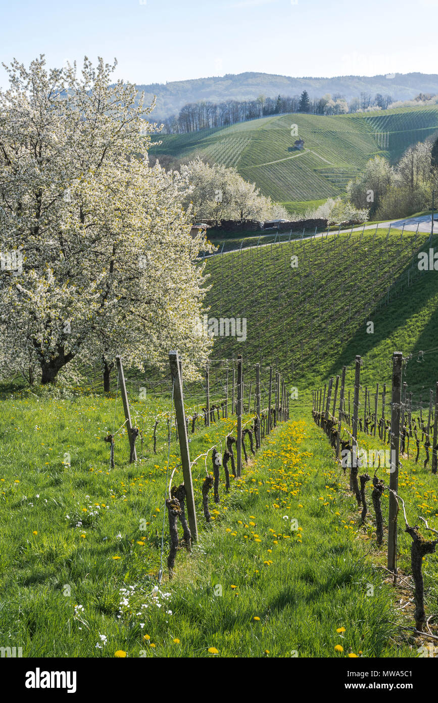 Spring in the foothills of Black Forest, resort town, Sasbachwalden, Germany, vineyard and blooming fruit trees, Black Forest kirsch trees Stock Photo