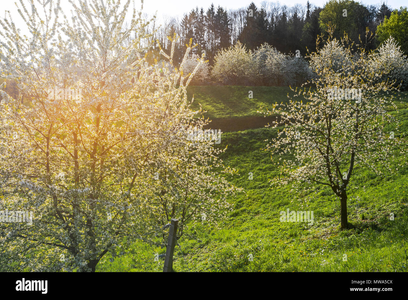 Spring in the foothills of the Black Forest, resort town, Sasbachwalden, Germany, vineyard and blooming fruit trees, Black Forest kirsch trees Stock Photo