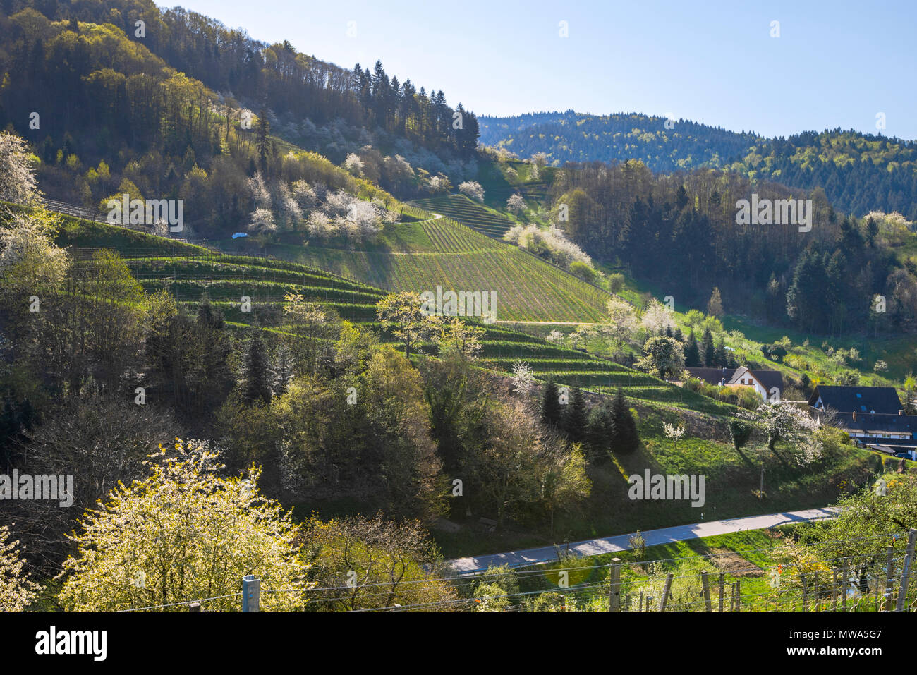 vineyard at the foothills of the Black Forest in the spring, town Oberkirch, Germany, district Ringelbach, Ortenau region, territory Baden Stock Photo