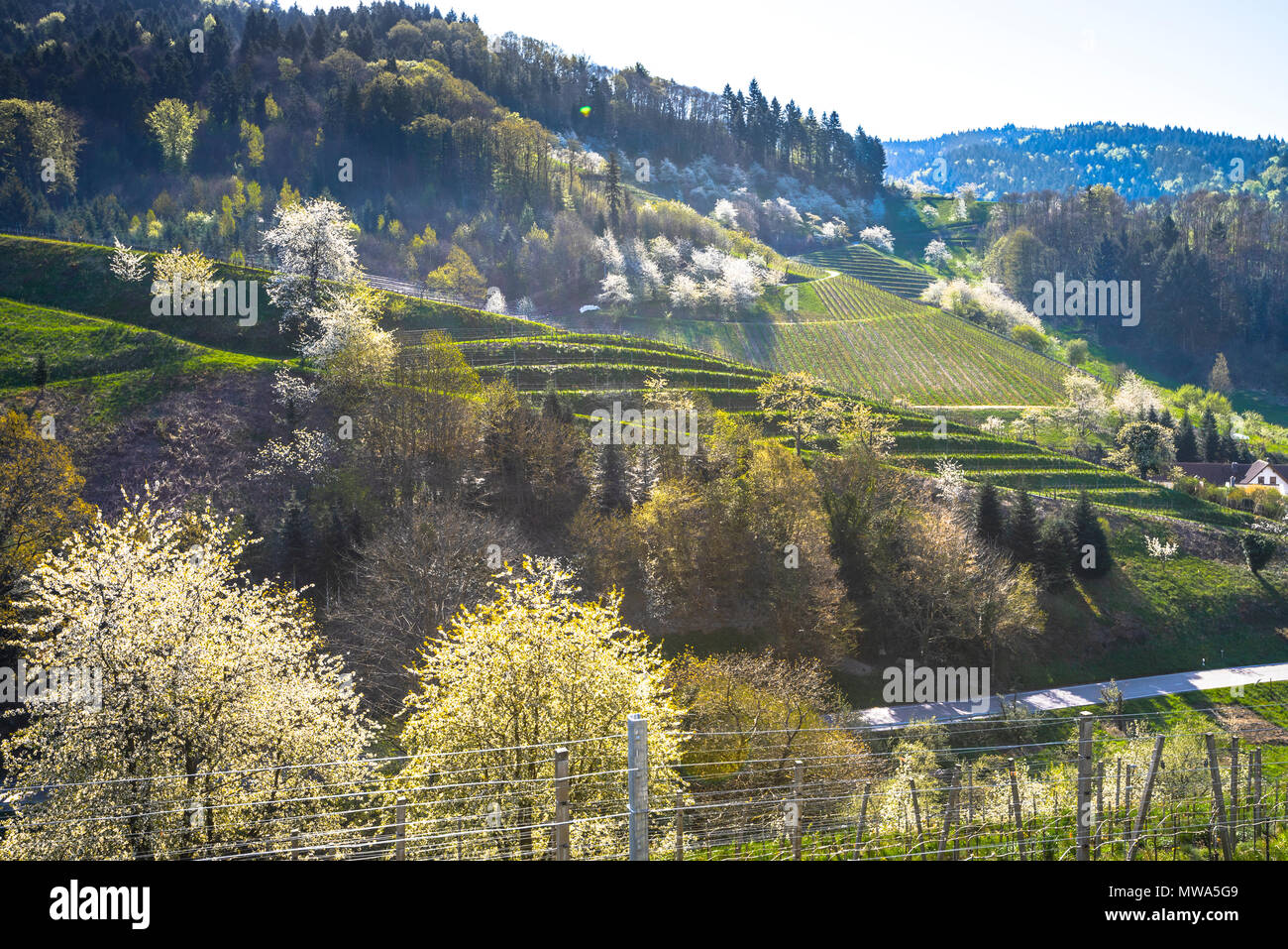 vineyard at the foothills of the Black Forest in the spring, town Oberkirch, Germany, district Ringelbach, Ortenau region, territory Baden Stock Photo