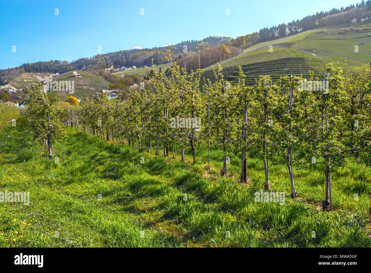 apple orchard and vineyard near Oberkirch, Germany, cultural landscape at springtime in the region of Ortenau, state Baden-Württemberg Stock Photo