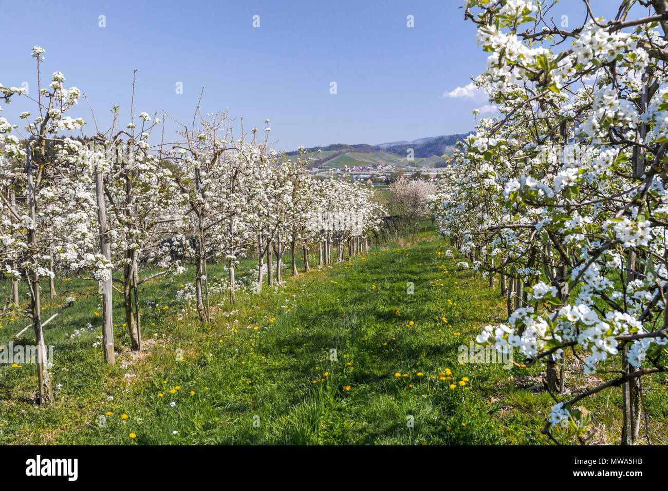 orchard with blooming cherry trees near Oberkirch, Germany, cultural landscape at the foothills of the Black Forest at springtime Stock Photo