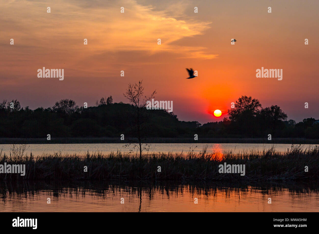 Reflections - sunset and reflection of the sky into lake, Rotary Park - Ajax, Ontario Stock Photo