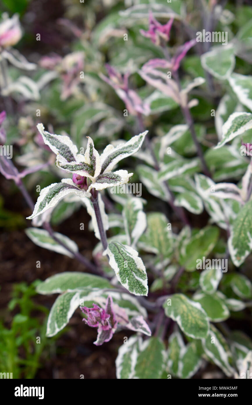 Herb - Variegated Sage grows in the Garden Stock Photo