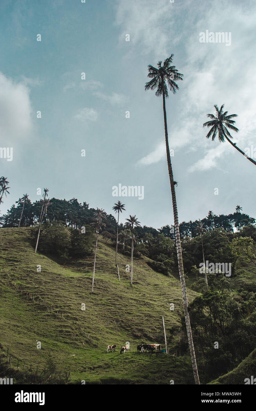 Views of the world's tallest palm trees in the Valle de Cocora, near