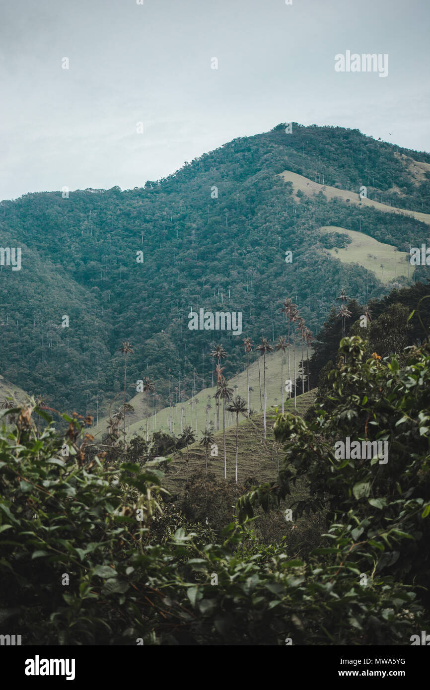 Views of the world's tallest palm trees in the Valle de Cocora, near