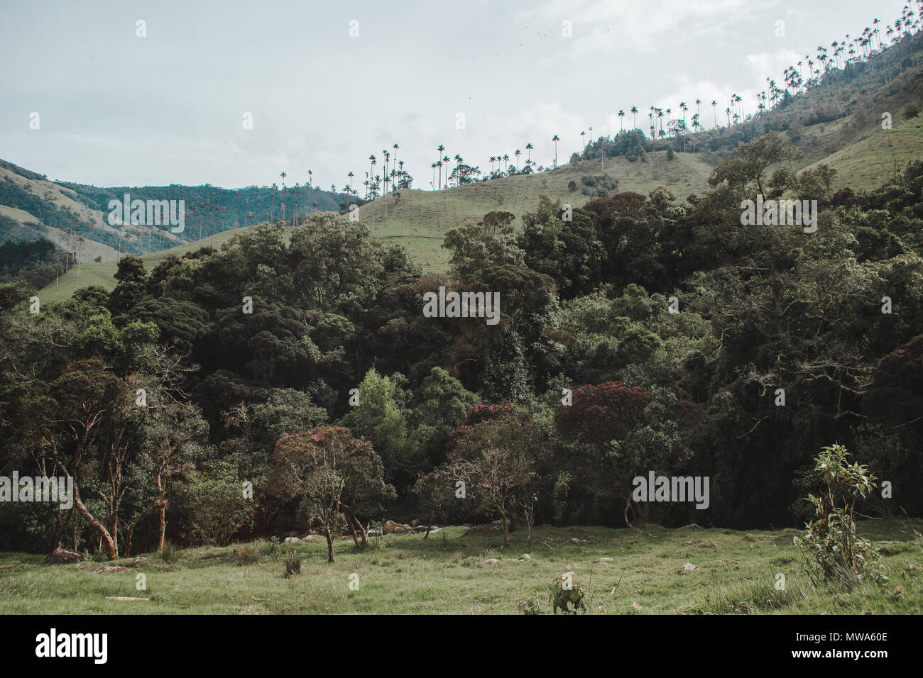 Views of the world's tallest palm trees in the Valle de Cocora, near