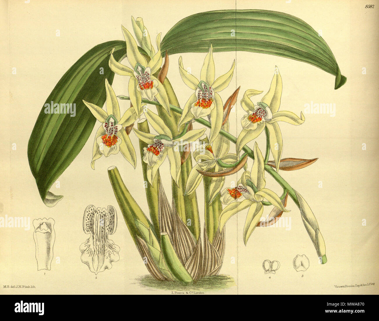 . Coelogyne brachyptera, Orchidaceae . 1914. M.S. del., J.N.Fitch lith. 137 Coelogyne brachyptera 140-8582 Stock Photo