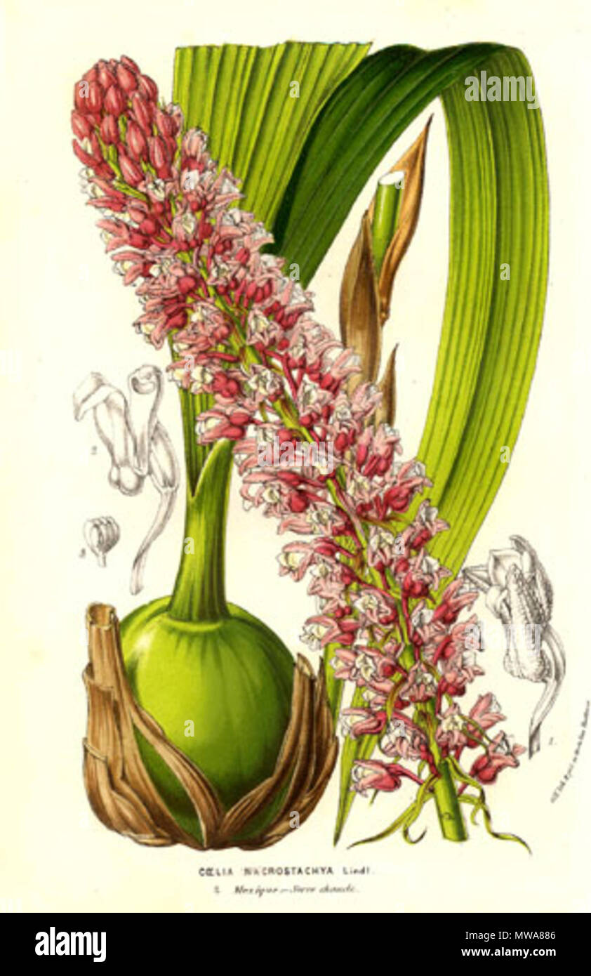 . Orchidaceae - Coelia macrostachya . From: 'Flore des serres et des jardins de l’Europe' by Charles Lemaire and others. Gent, Louis van Houtte, 1854, volume 9 (plate 900). 1854  137 Coelia macrostachya (1854) Stock Photo