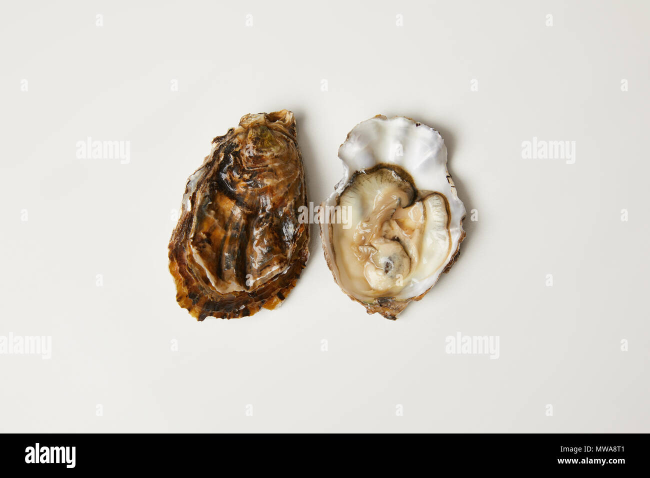 Open fresh oyster clams isolated on white Stock Photo Alamy
