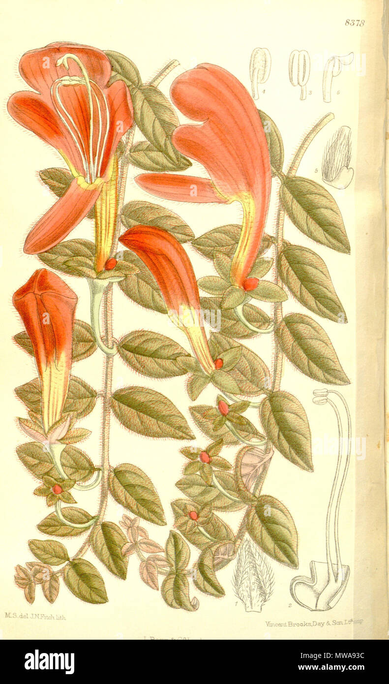 . Columnea gloriosa, Gesneriaceae . 1911. M.S. del., J.N.Fitch lith. 139 Columnea gloriosa 137-8378 Stock Photo