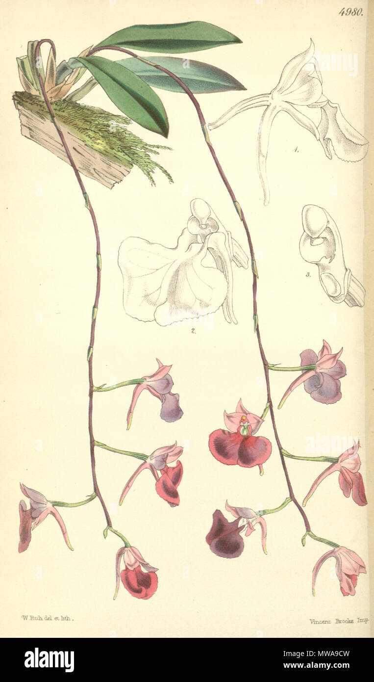 . Illustration of Comparettia falcata . 1857. Walter Hood Fitch (1817-1892) del. et lith. Description by William Jackson Hooker (1785—1865) 139 Comparettia falcata - Curtis' 83 (Ser. 3 no. 13) pl. 4980 (1857) Stock Photo