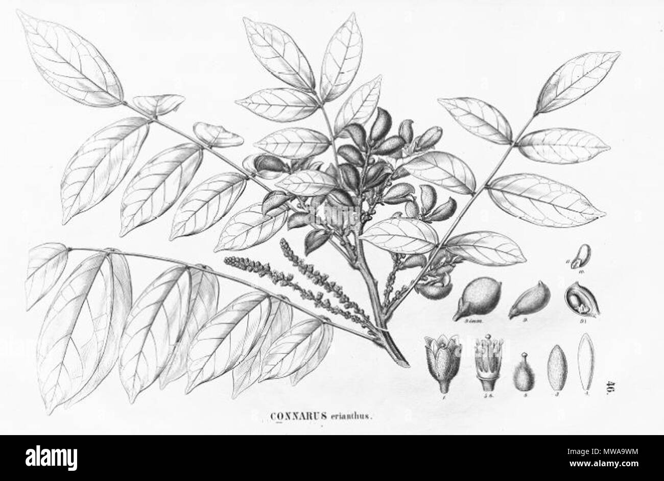 . Illustration of Connarus erianthus . between 1867 and 1872. Carl Friedrich Philipp von Martius (1794-1868), August Wilhelm Eichler (1839-1887) 140 Connarus erianthus Stock Photo