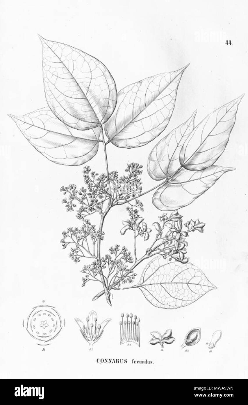 . Illustration of Connarus fecundus . between 1867 and 1872. Carl Friedrich Philipp von Martius (1794-1868), August Wilhelm Eichler (1839-1887) 140 Connarus fecundus Stock Photo