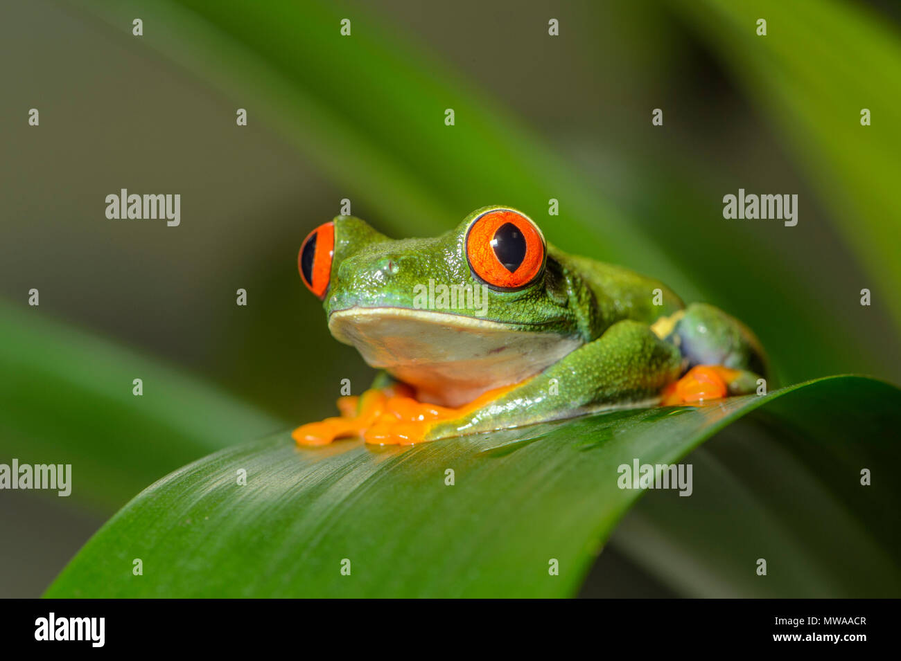 Red-eyed Tree Frog (Agalychnis callidryas), Captive, Reptilia reptile zoo, Vaughan, Ontario, Canada Stock Photo