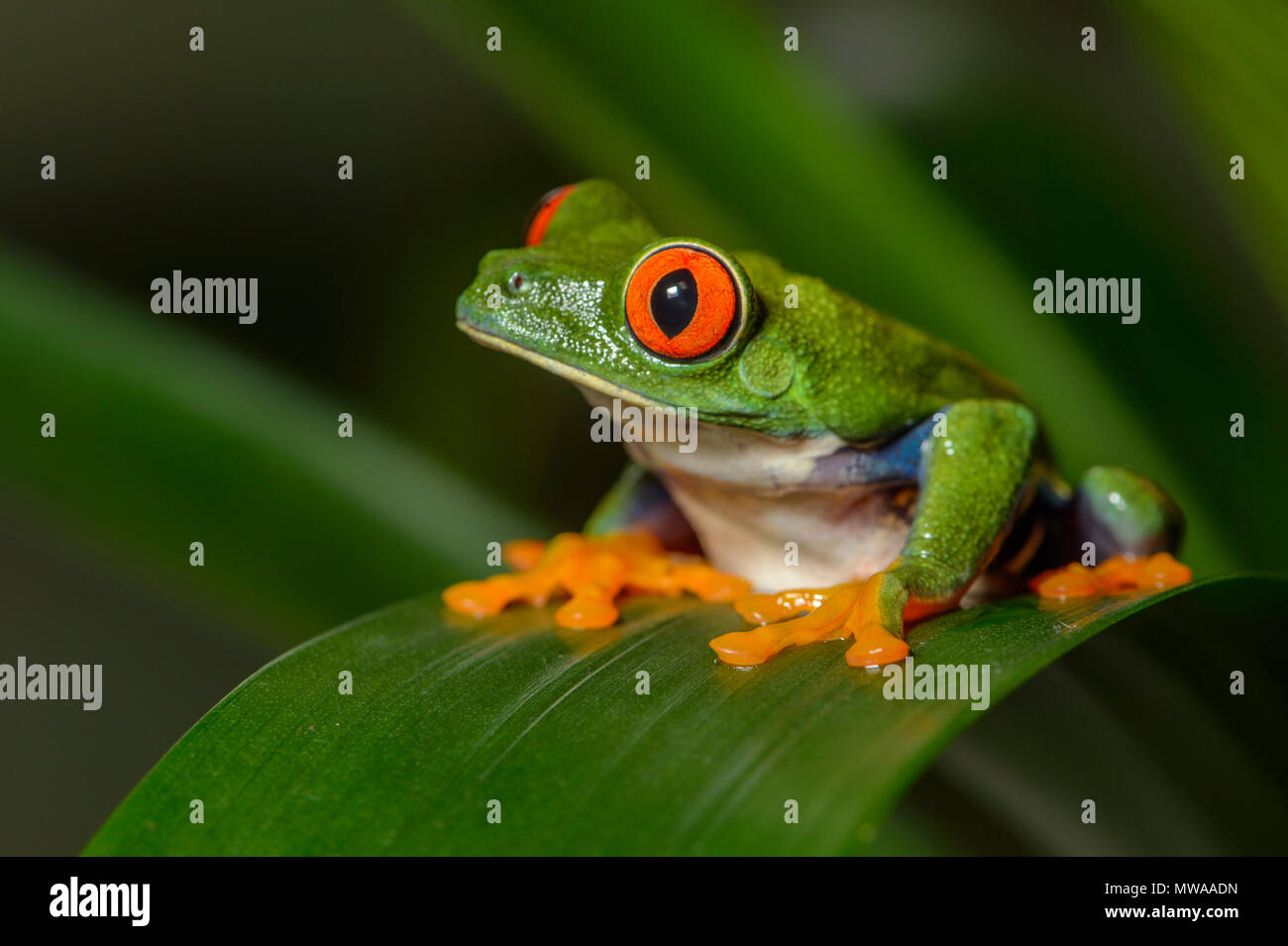 Red-eyed Tree Frog (Agalychnis callidryas), Captive, Reptilia reptile zoo, Vaughan, Ontario, Canada Stock Photo