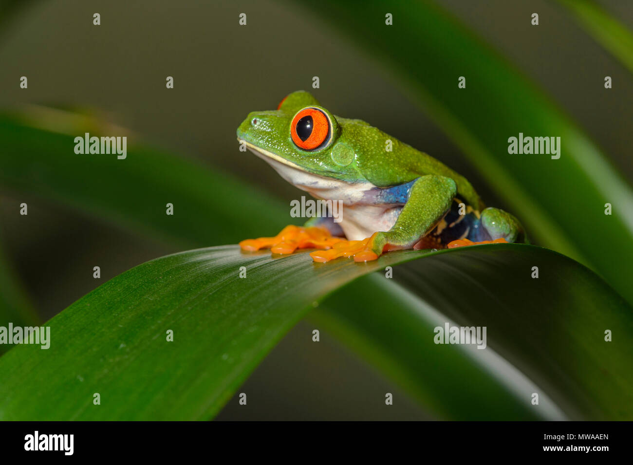 Redeyed Tree Frog (Agalychnis callidryas), Captive, Reptilia reptile zoo, Vaughan, Ontario