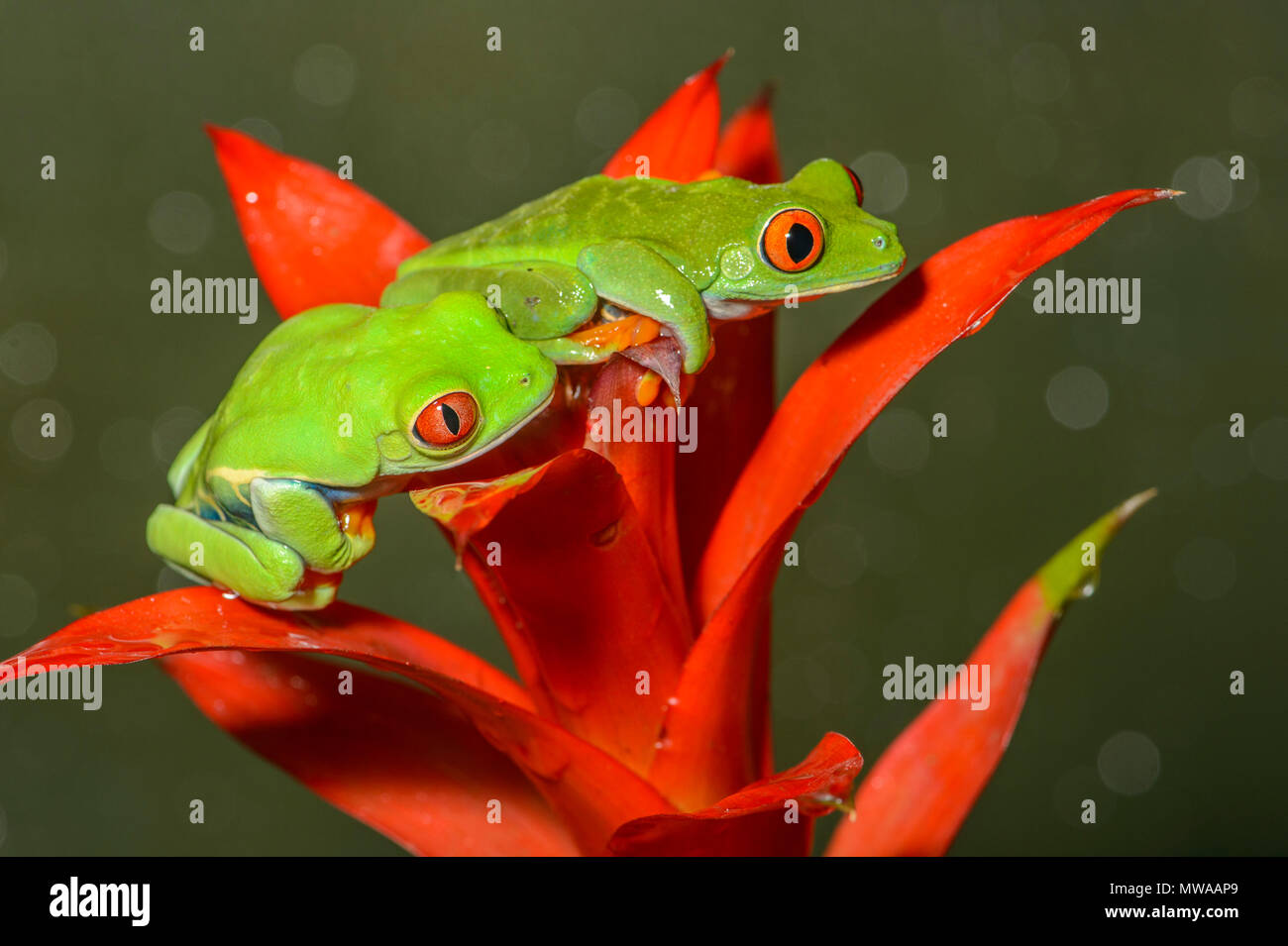 Redeyed Tree Frog (Agalychnis callidryas), Captive, Reptilia reptile zoo, Vaughan, Ontario