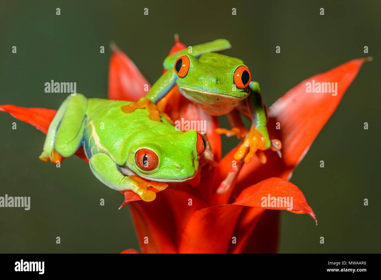 Redeyed Tree Frog (Agalychnis callidryas), Captive, Reptilia reptile zoo, Vaughan, Ontario