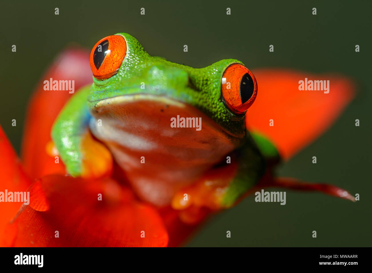 Red-eyed Tree Frog (Agalychnis callidryas), Captive, Reptilia reptile zoo, Vaughan, Ontario, Canada Stock Photo