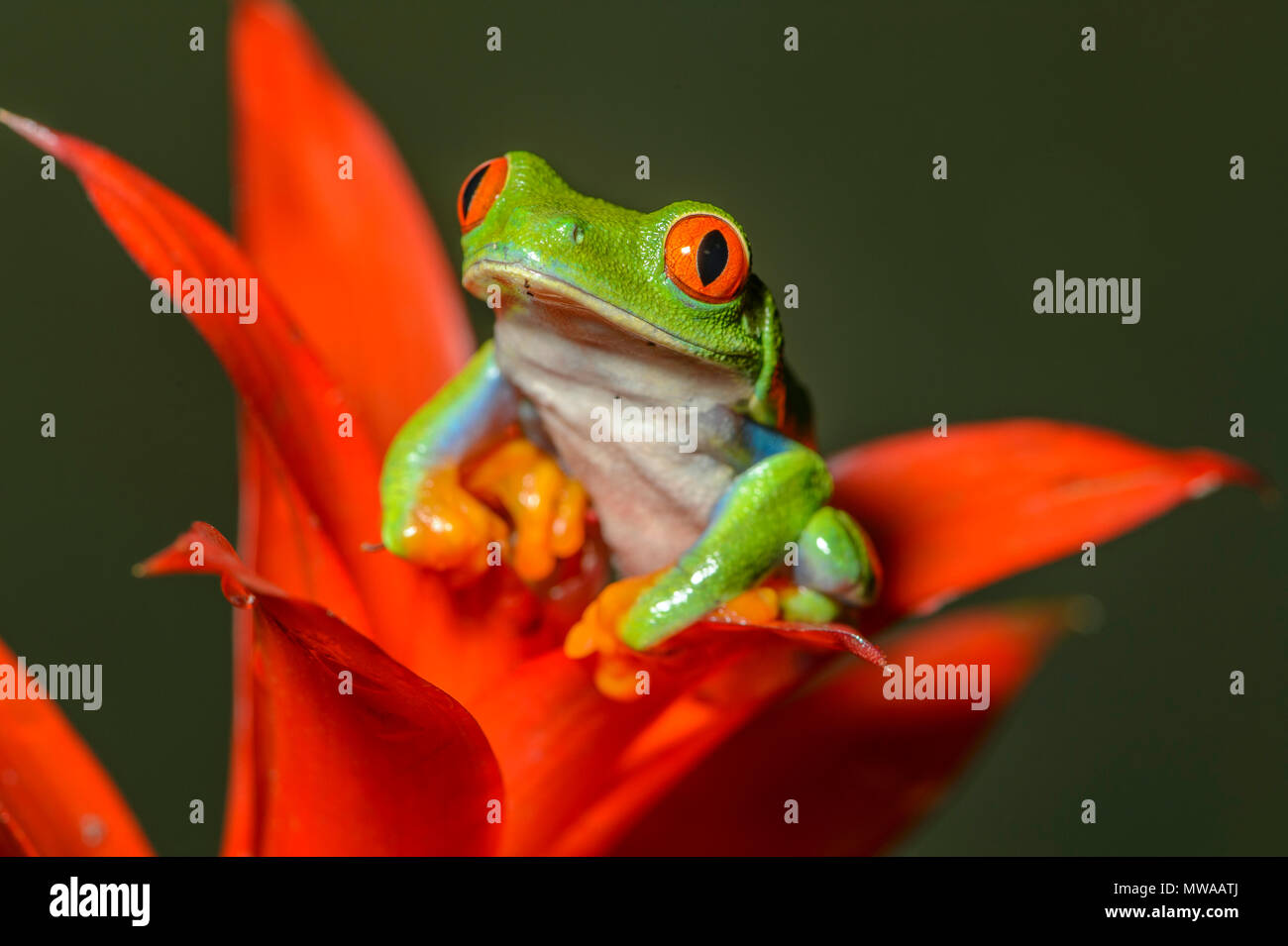 Redeyed Tree Frog (Agalychnis callidryas), Captive, Reptilia reptile zoo, Vaughan, Ontario