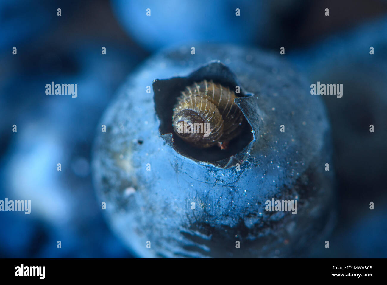 Boreal Top snail harpa) resting in the tip of a blueberry