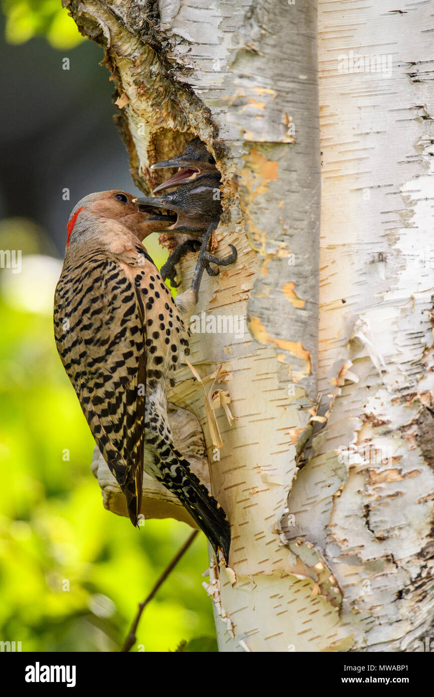 Northern flicker (Colaptes auratus) Adult female feeding young in birch ...