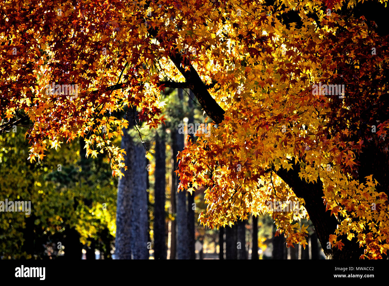 Fall Leaves in Bright Colors, Texas Stock Photo