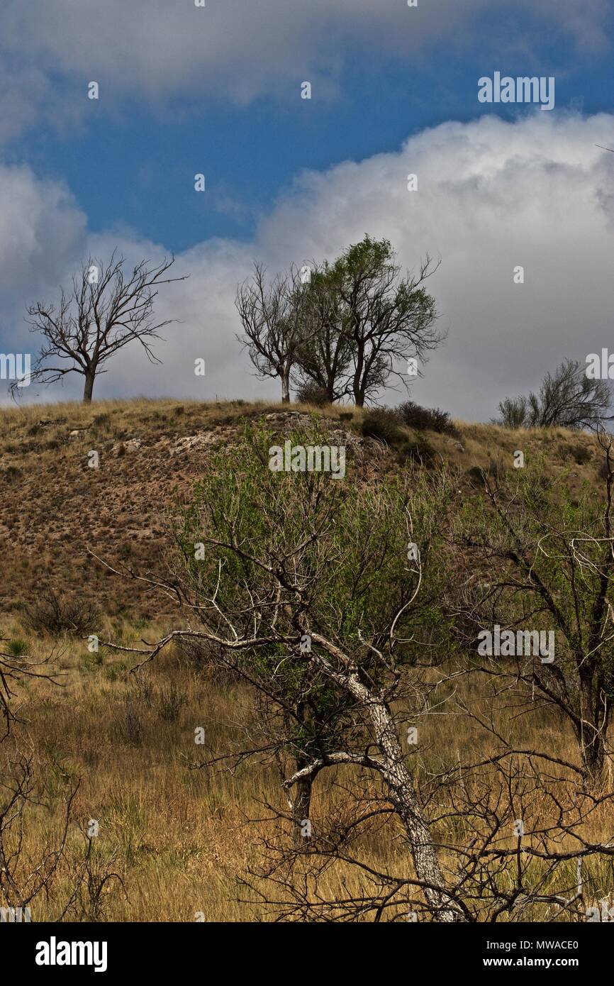 Approaching Storm Over Trees on a Bluff, Texas Panhandle Stock Photo