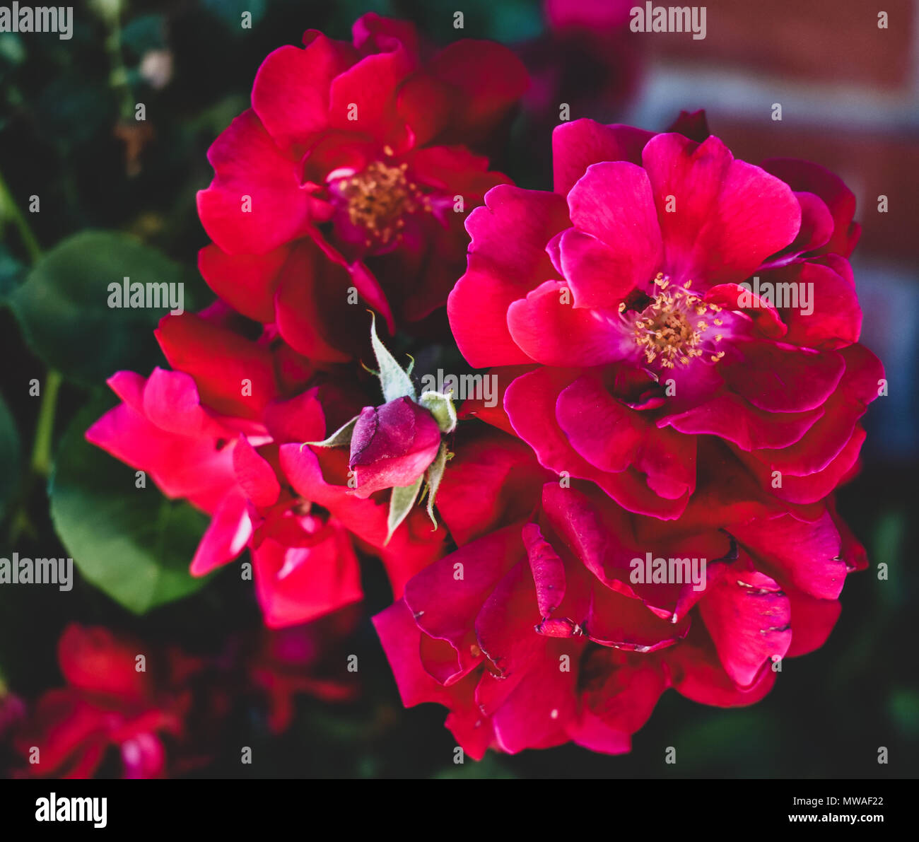 fresh summer roses blooming fully and brightly Stock Photo Alamy