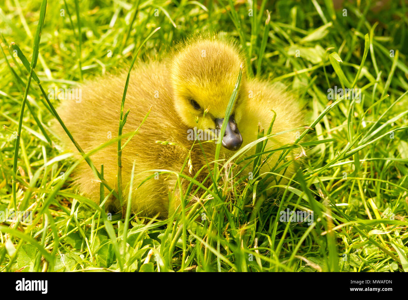 Canada gosling cute bird hi-res stock photography and images - Alamy