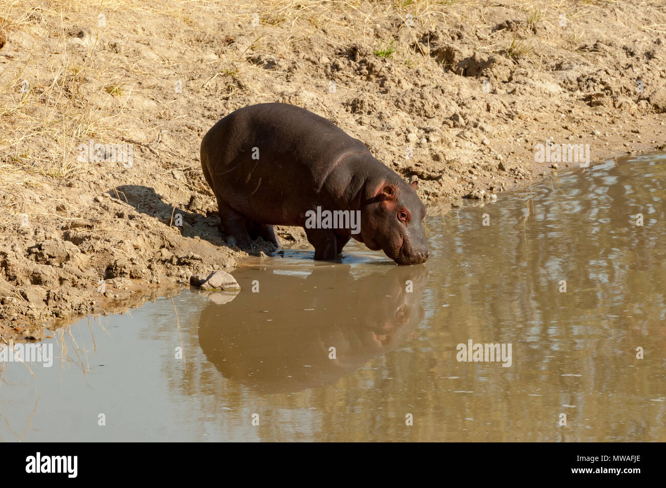 A young hippopotamus drinking at a waterhole in Sabi Sands Game Reserve Stock Photo