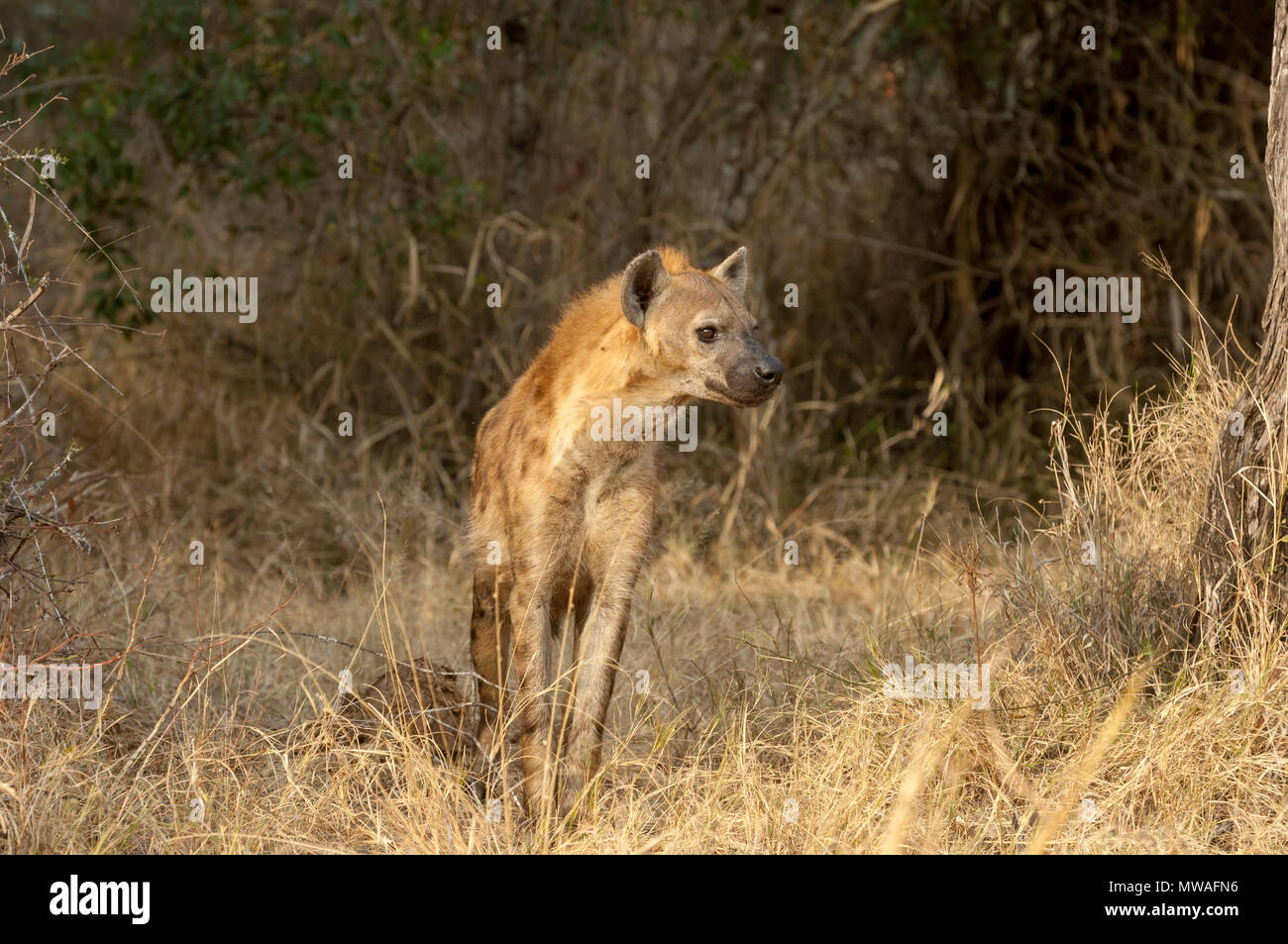 A Spotted Hyena (Crocuta crocuta) in a clearing in tall grass in Sabi Sand game reserve in South Africa Stock Photo