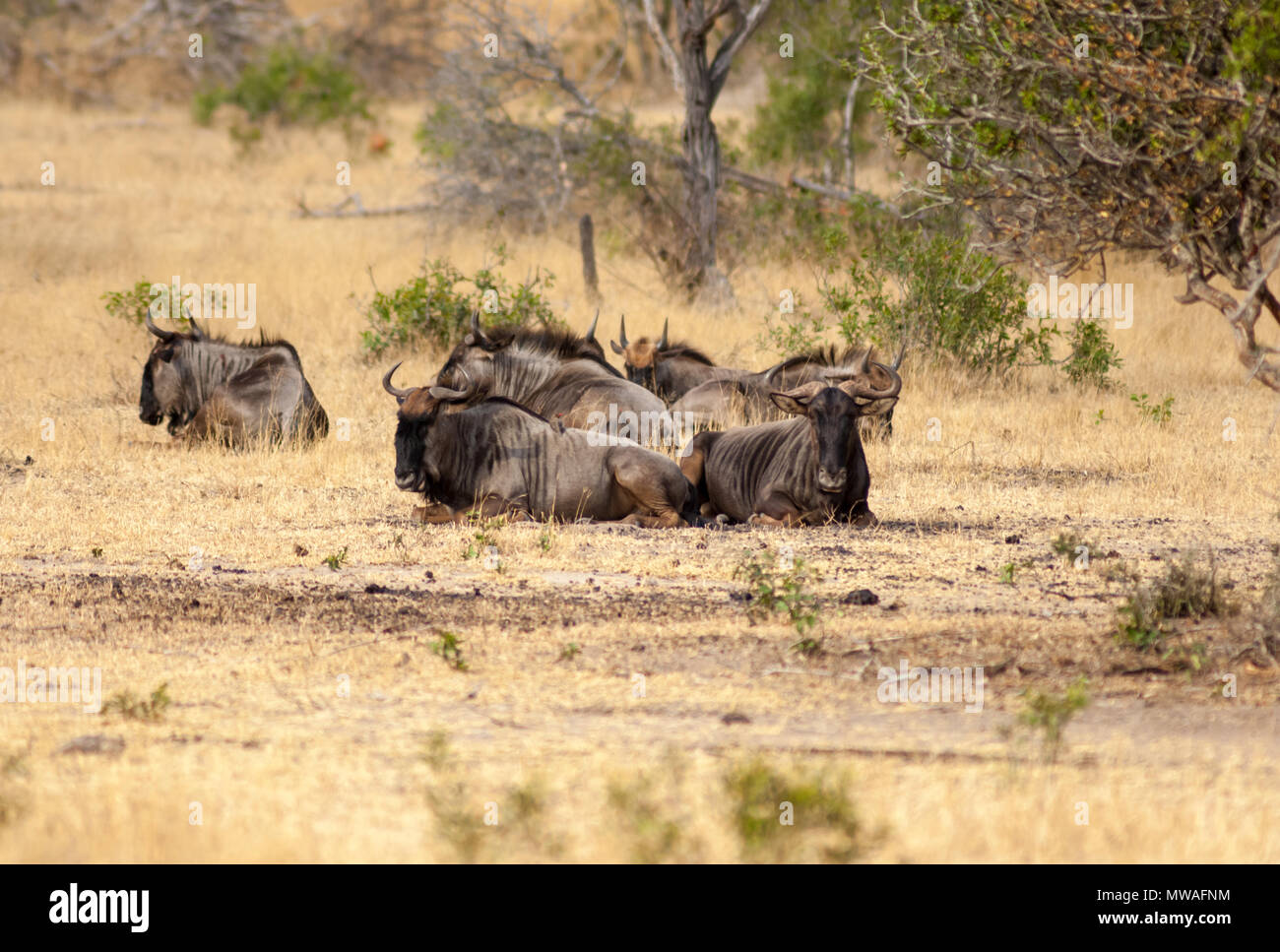 A group of Blue Wildebeest resting in the savannah at Sabi Sands game reserve Stock Photo