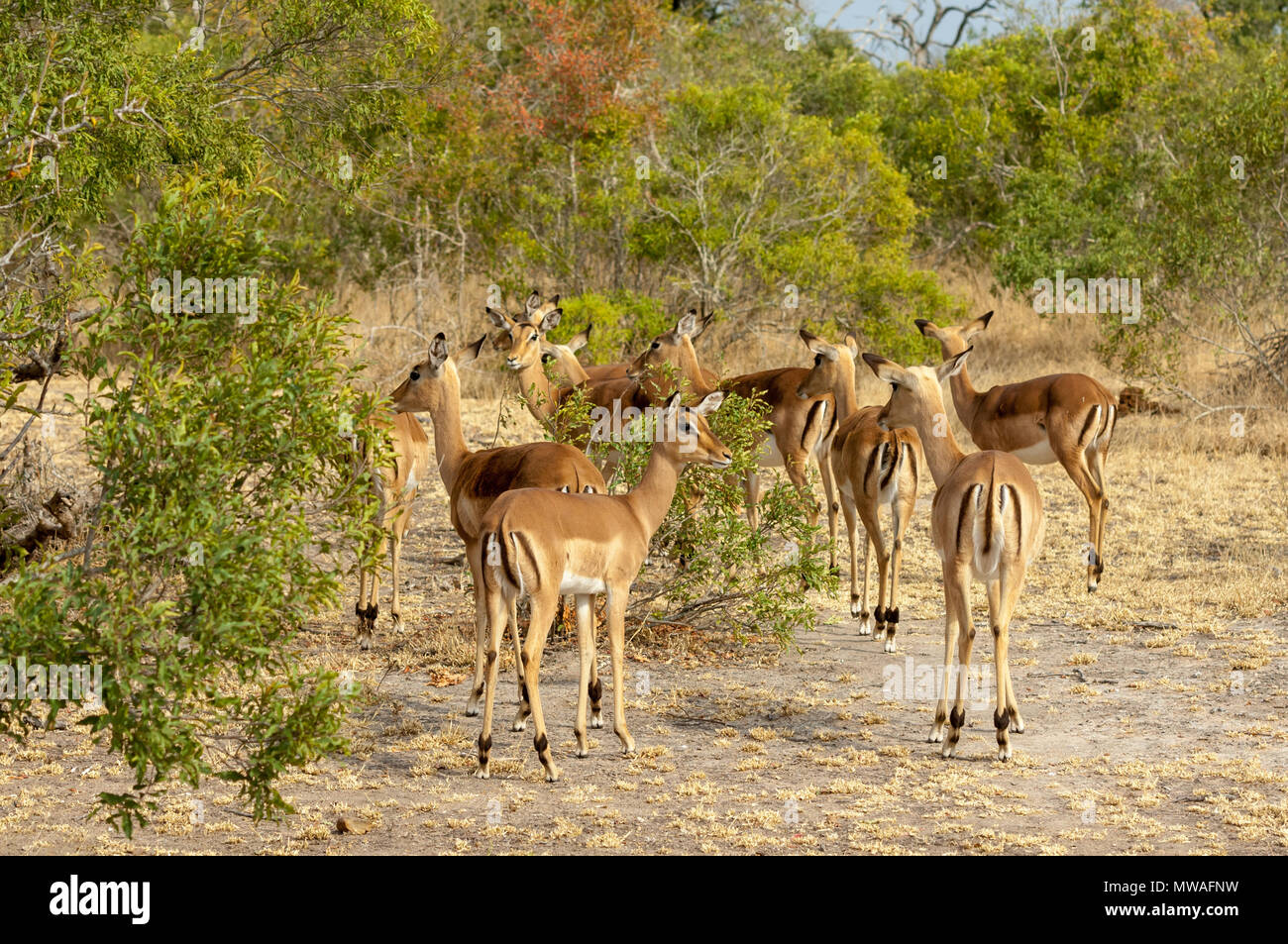 A group of Impala feeding in the bush at Sabi Sands game reserve Stock Photo