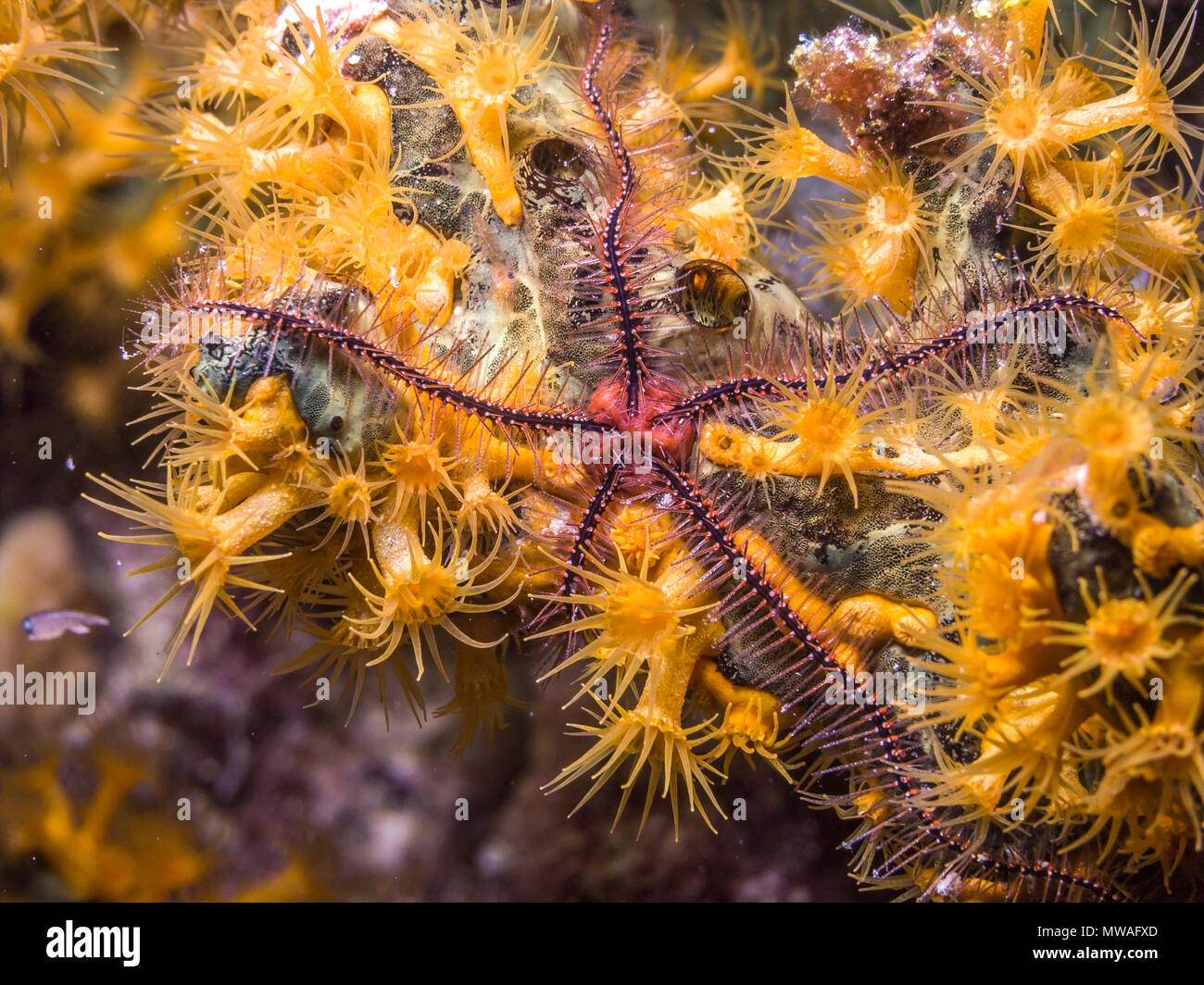 Ophiothrix suensoni, Suenson's brittle star or the sponge brittle star, is a species of marine invertebrate in the order Ophiurida Stock Photo