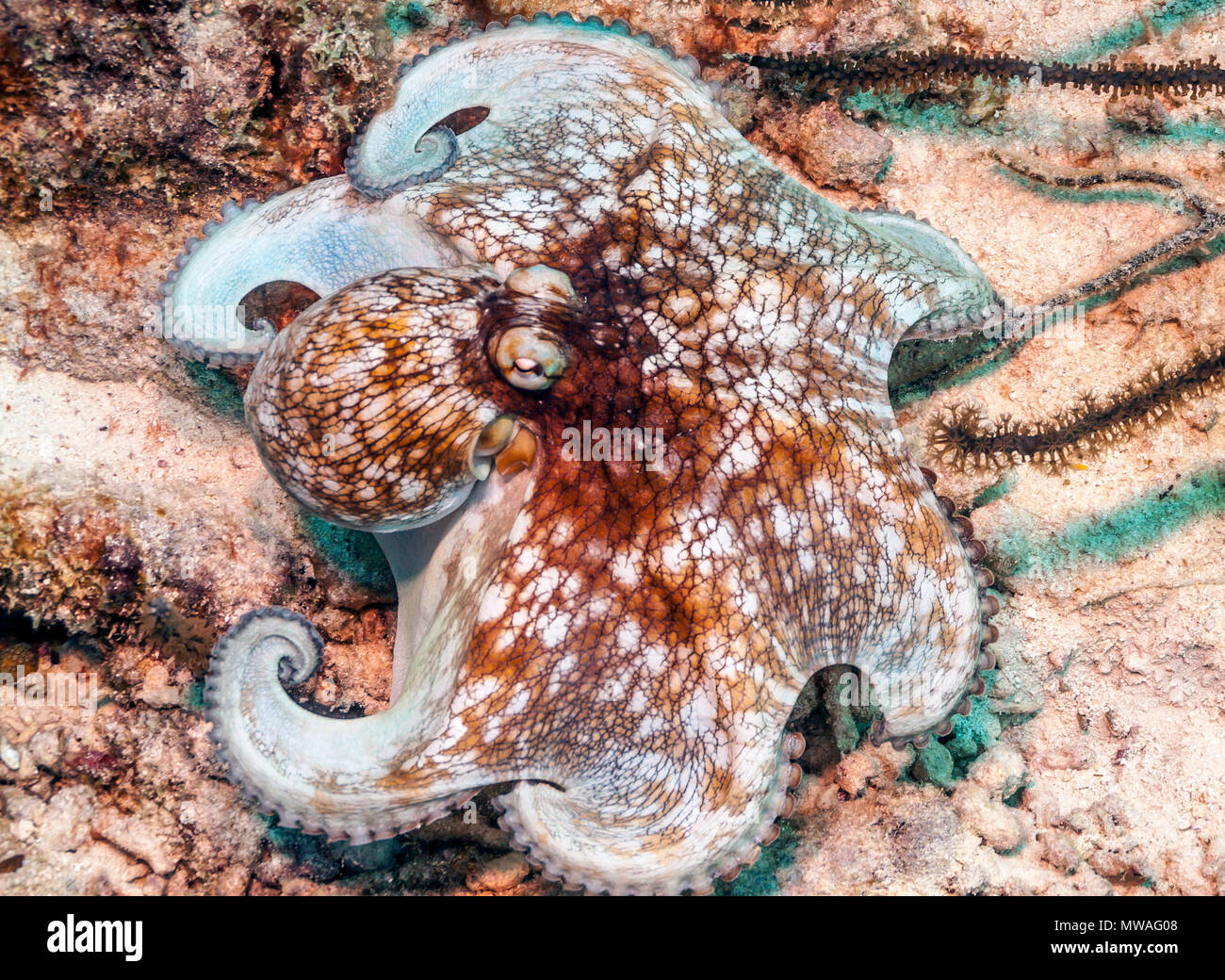 Caribbean reef octopus,Octopus briareus is a coral reef marine animal