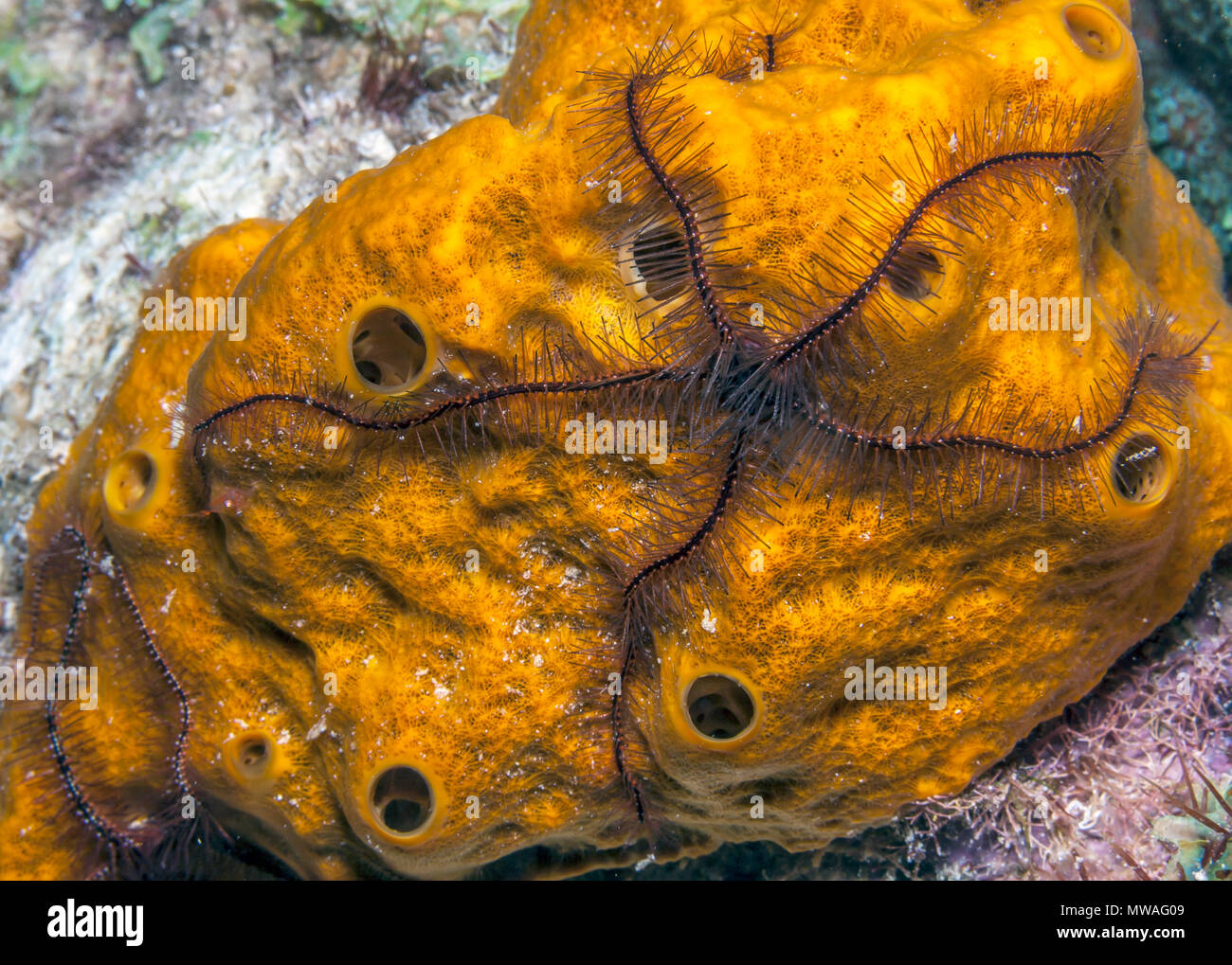Ophiothrix suensoni, Suenson's brittle star or the sponge brittle star, is a species of marine invertebrate in the order Ophiurida Stock Photo