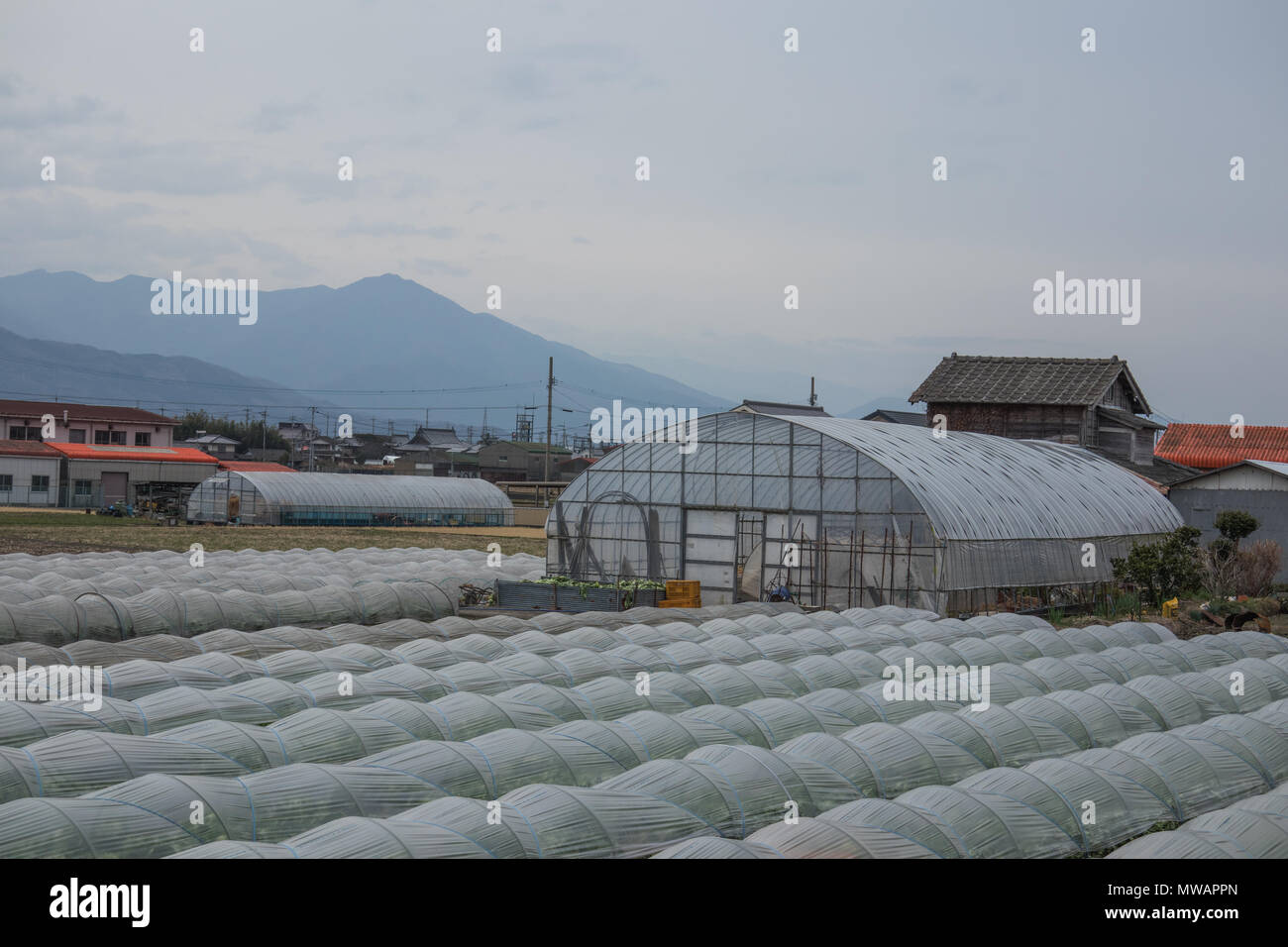 Japanese horticulture, contemporary agriculture, a typical  rural  landscape. Factory farming with plastic tunnel houses, Tokushima, Shikoku, Japan Stock Photo