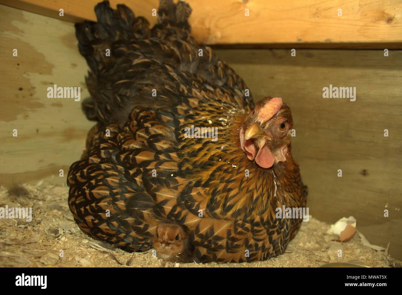 Day Old Chick Peeks Out From Under Hen Stock Photo